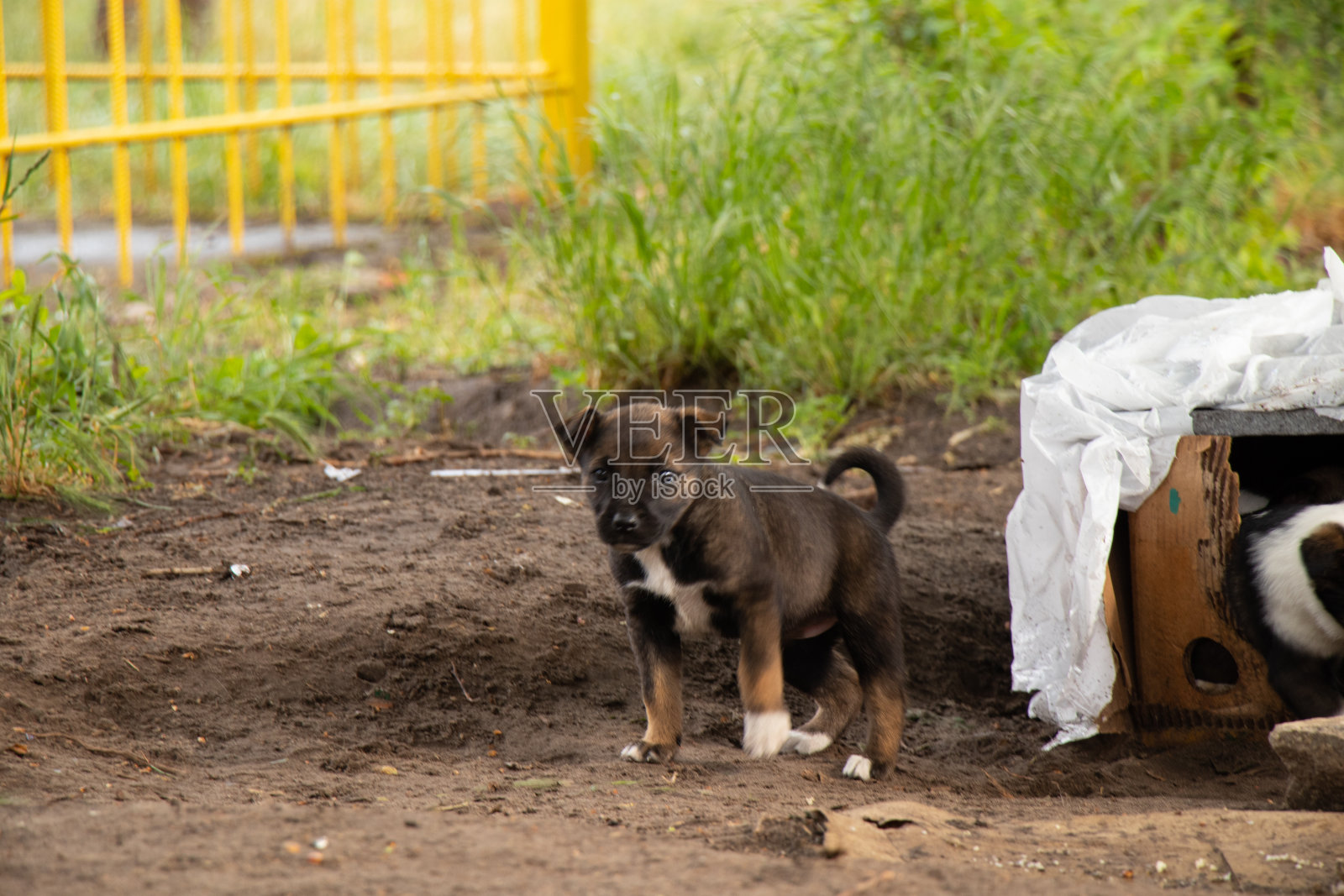乌克兰，春天，小狗在院子里晒太阳照片摄影图片