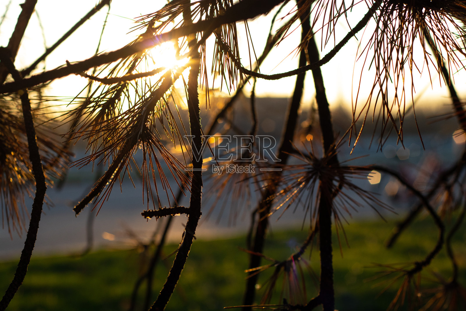 乌克兰公园里阳光下的针叶树照片摄影图片