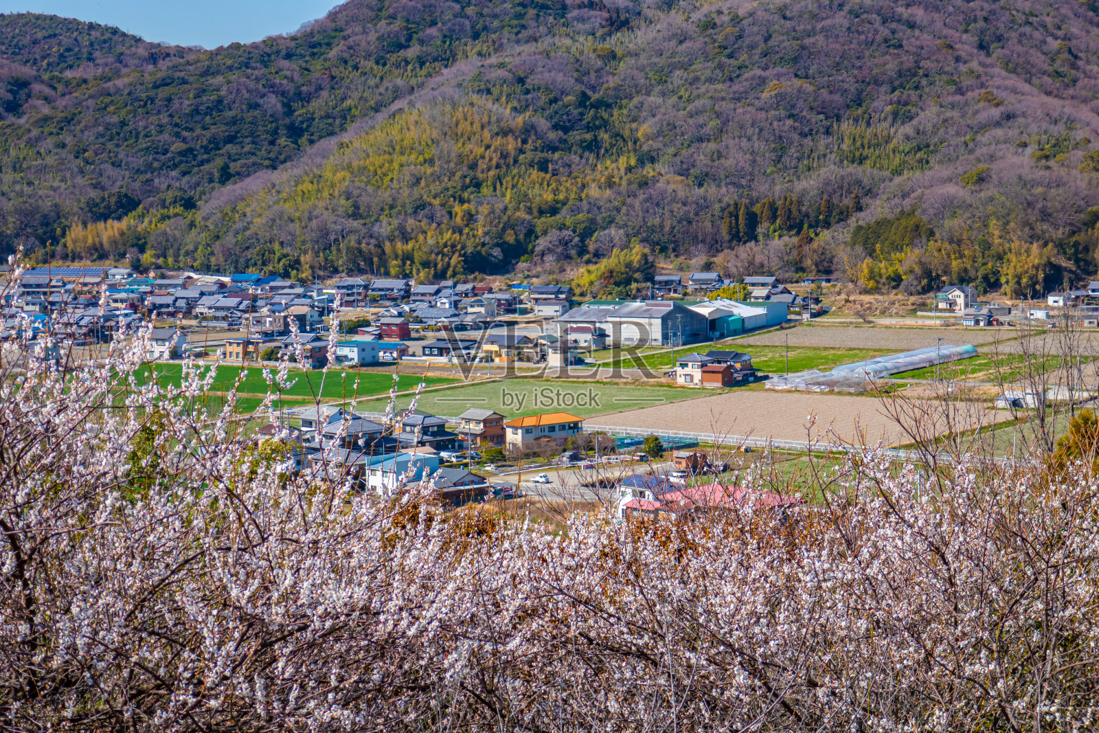 梅树与小镇照片摄影图片