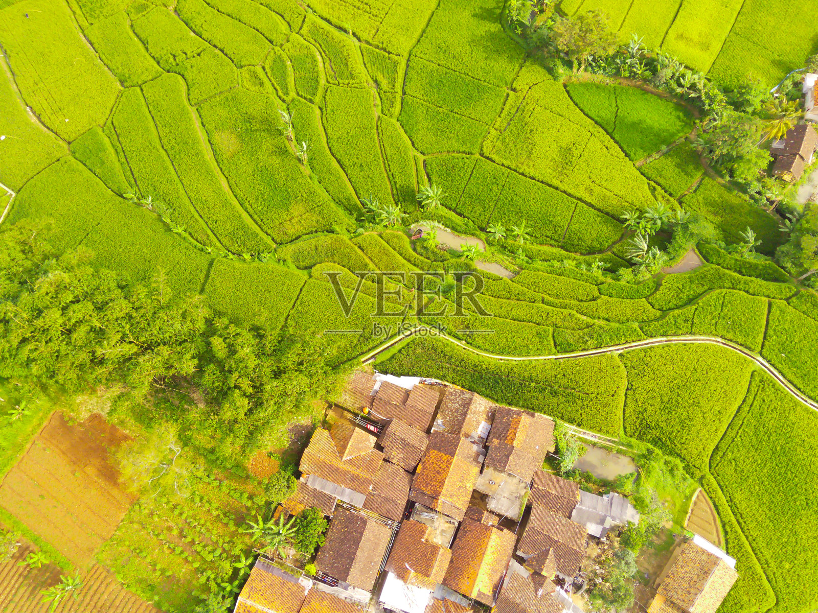 这是一片广阔稻田边缘的居民区的俯视图照片摄影图片