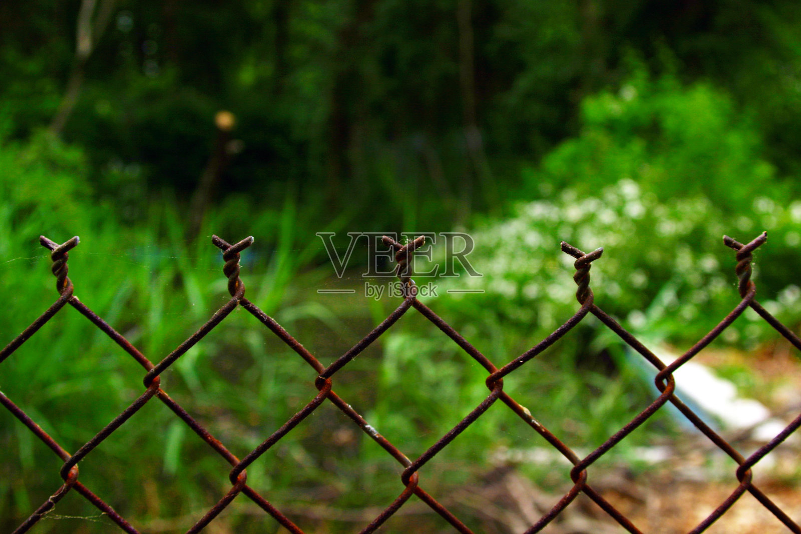 生锈的金属丝旋风栅栏前面是郁郁葱葱的绿色森林背景。照片摄影图片