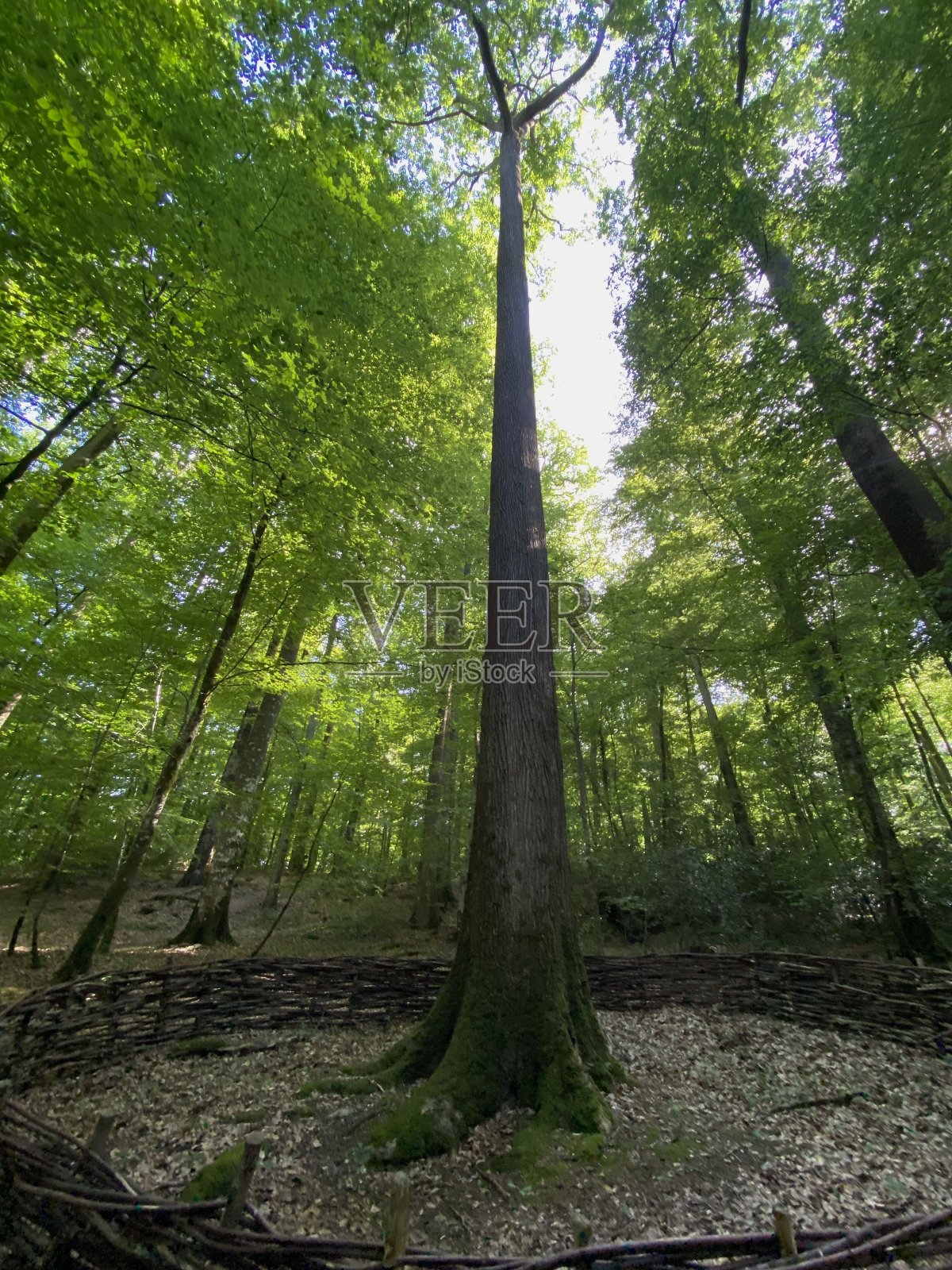 高橡树照片摄影图片