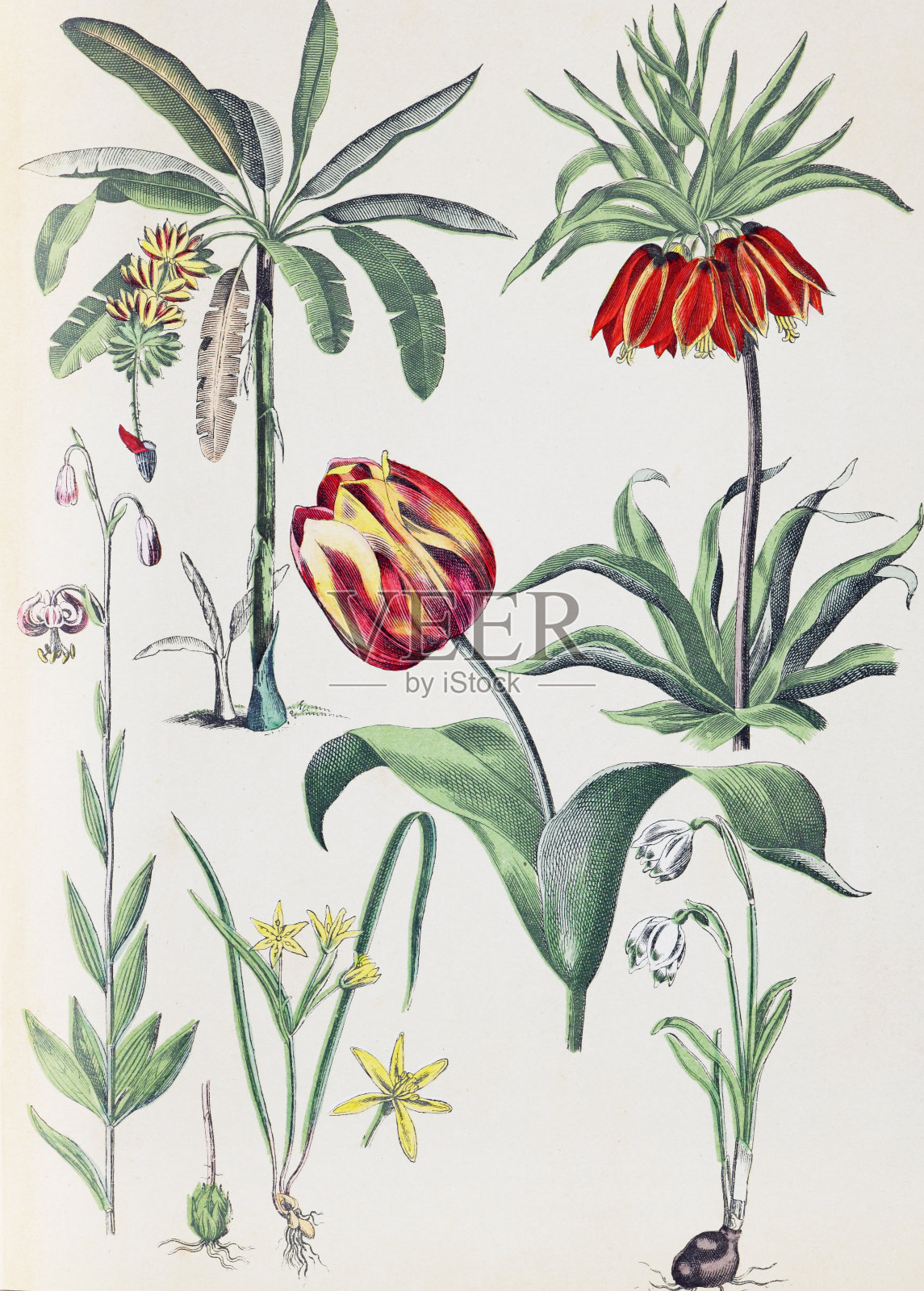 植物花卉图案。有机植物收藏。复古风格的植物。手绘复古植物插图。植物手绘插图。欧洲的植物。自然的壁纸。野生植物收藏。贝母，甘兰属)雪花莲，郁金香。插画图片素材