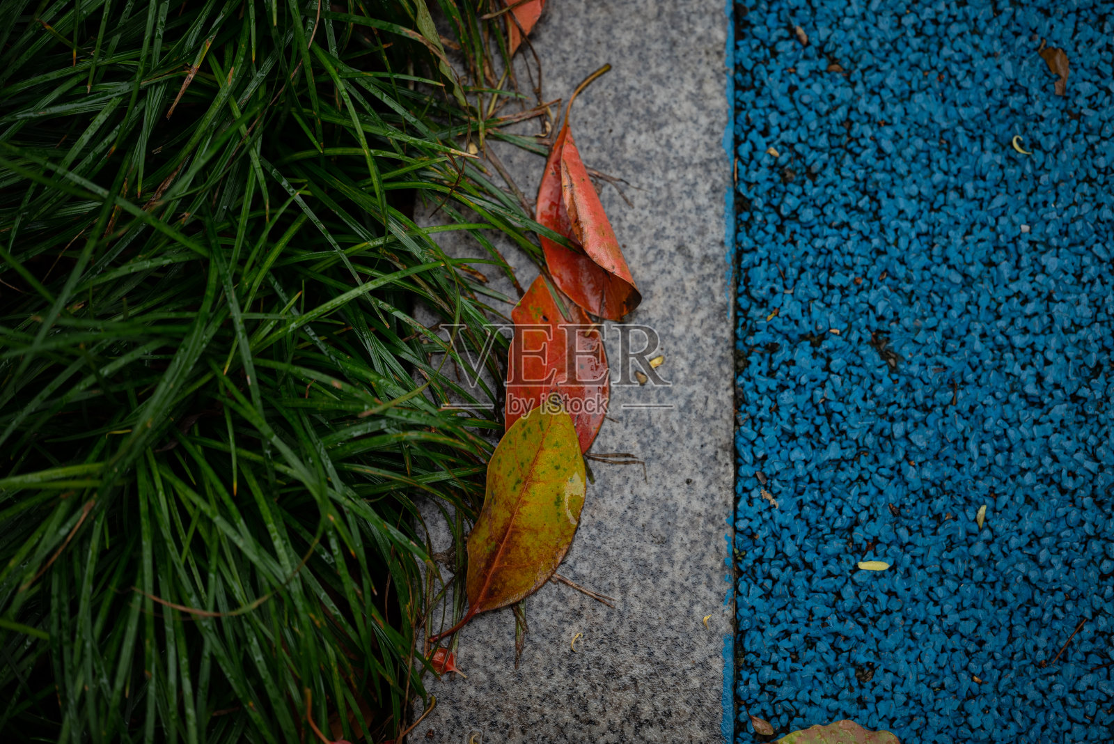 路上的树叶照片摄影图片