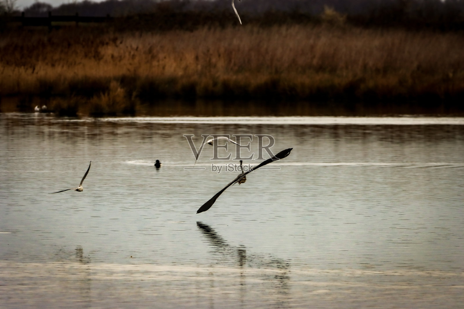 飞行中的苍鹭的惊人图像照片摄影图片