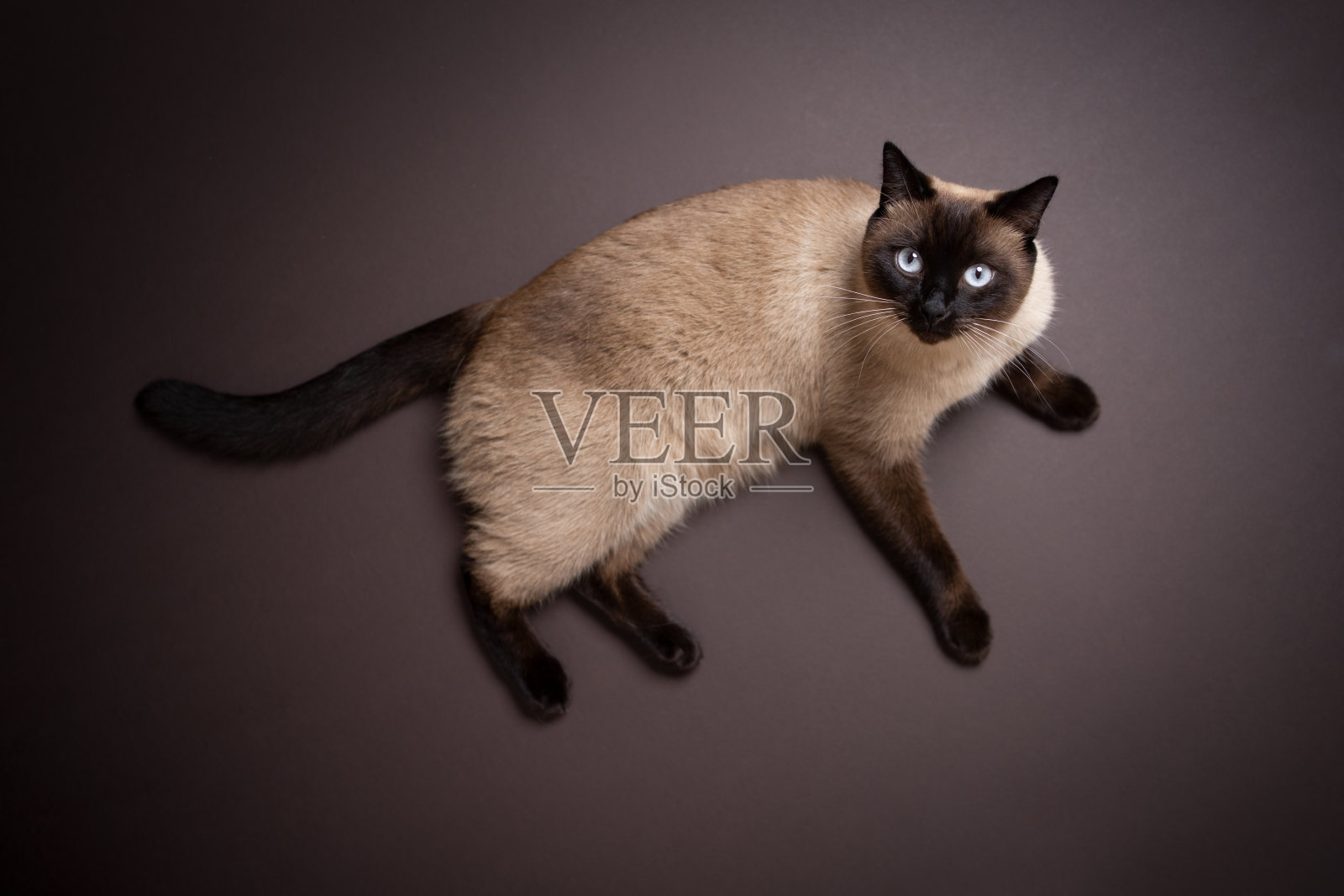 暹罗猫躺在地板上的画像照片摄影图片