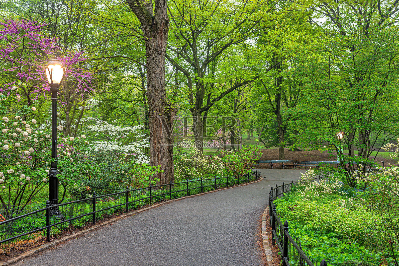 春天的中央公园照片摄影图片
