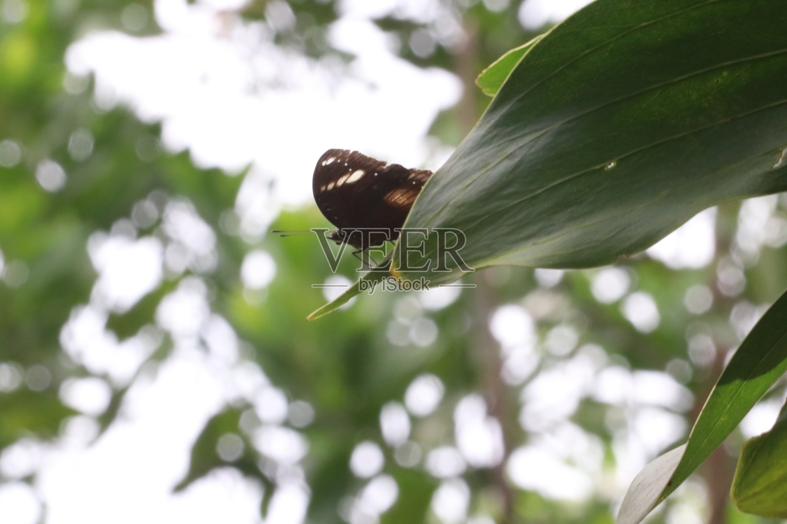 蝴蝶照片摄影图片