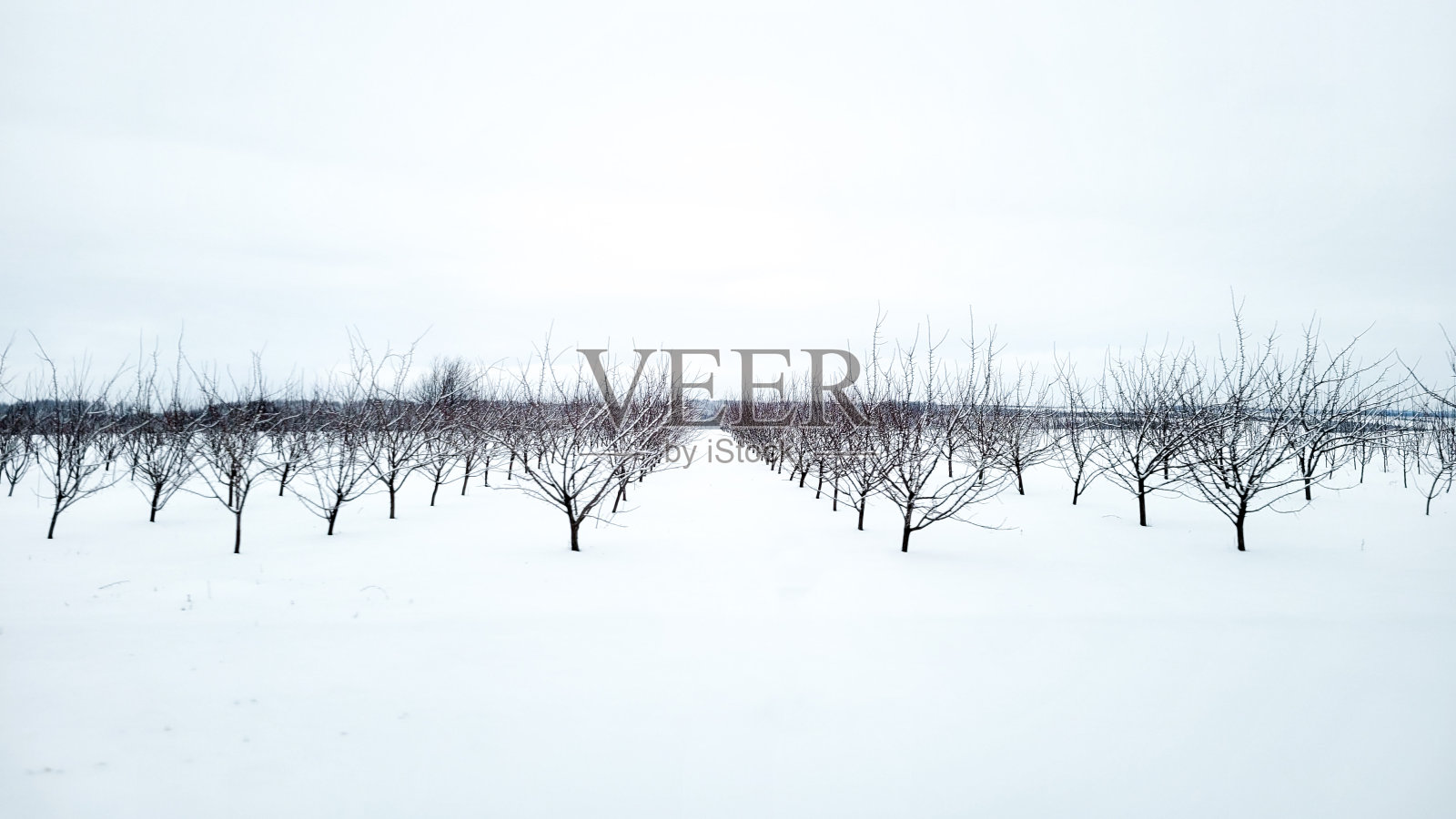 三冬乌克兰Chernivtsy白雪皑皑照片摄影图片