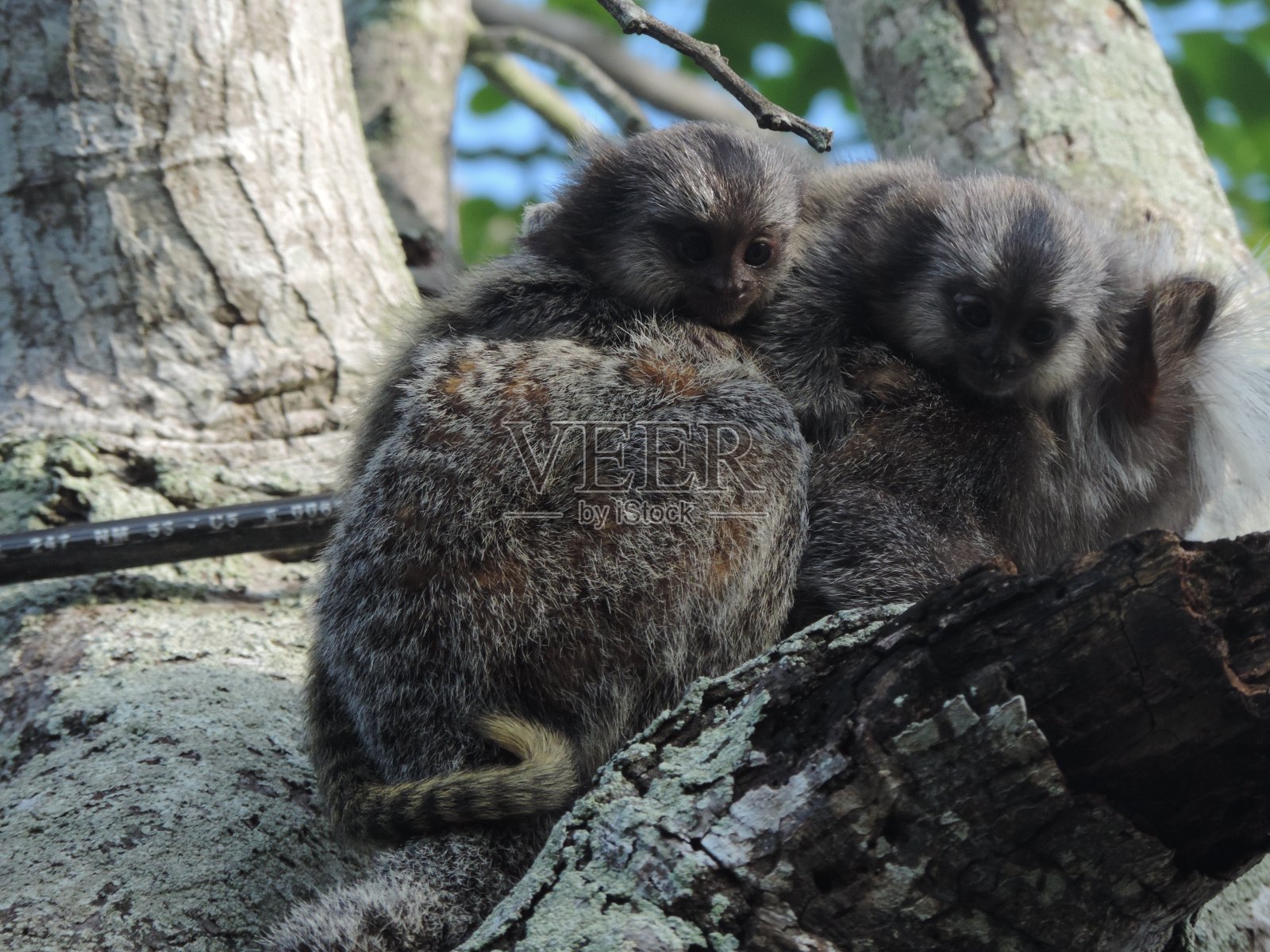 White-tufted狨猴照片摄影图片