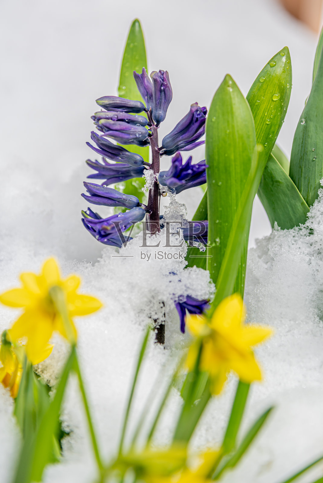 雪下的花照片摄影图片
