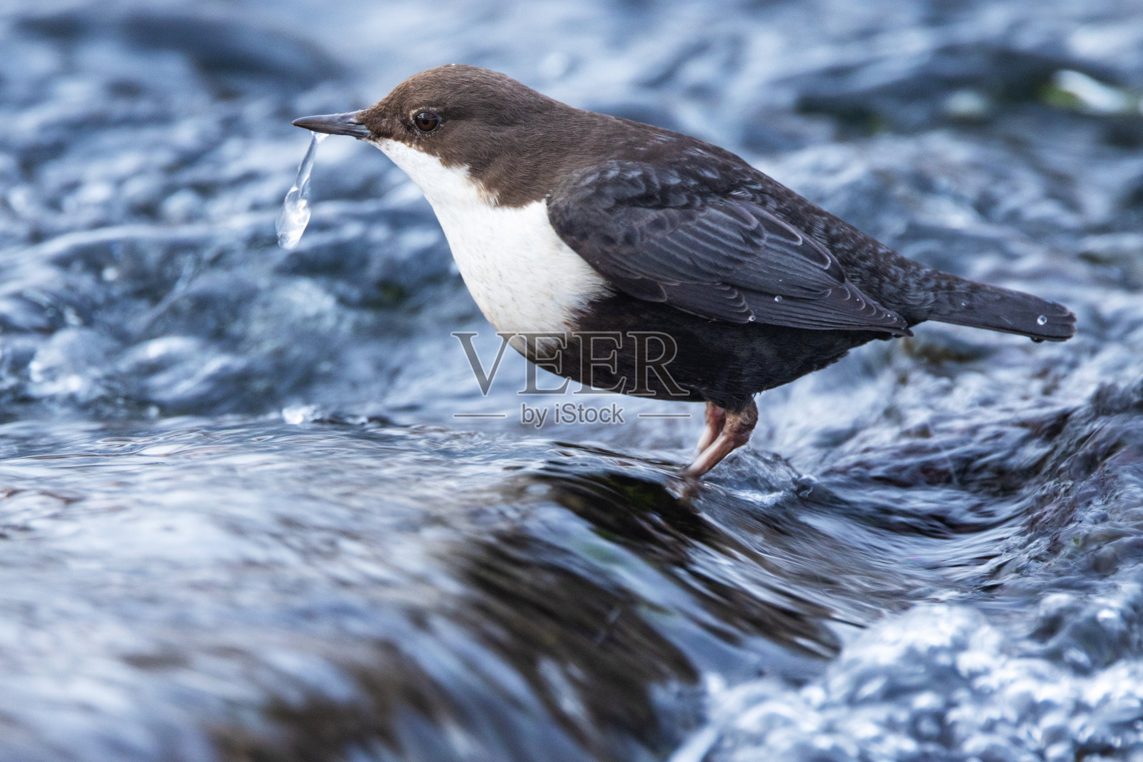 白喉斗鱼的特写，Cinclus Cinclus站在库萨莫附近急流中间的岩石上照片摄影图片