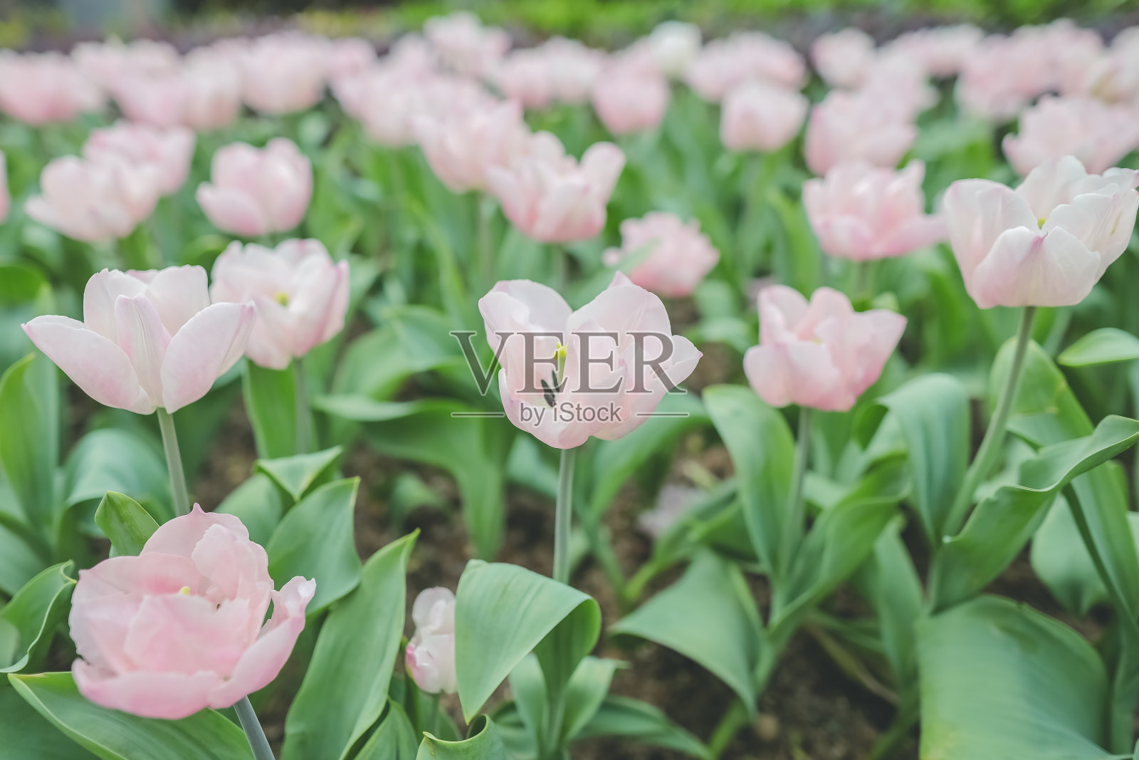 骄傲的郁金香在春天的花园里盛开照片摄影图片