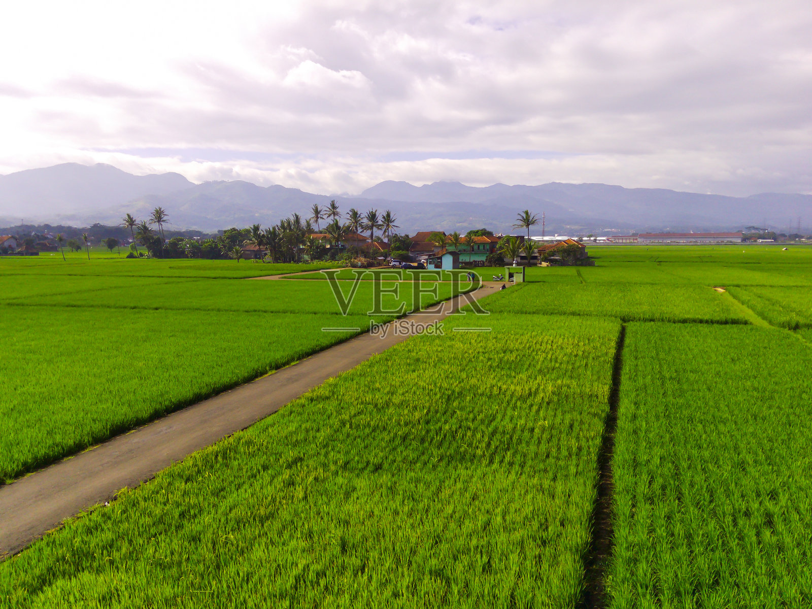 通往广阔稻田中间道路的俯视图照片摄影图片