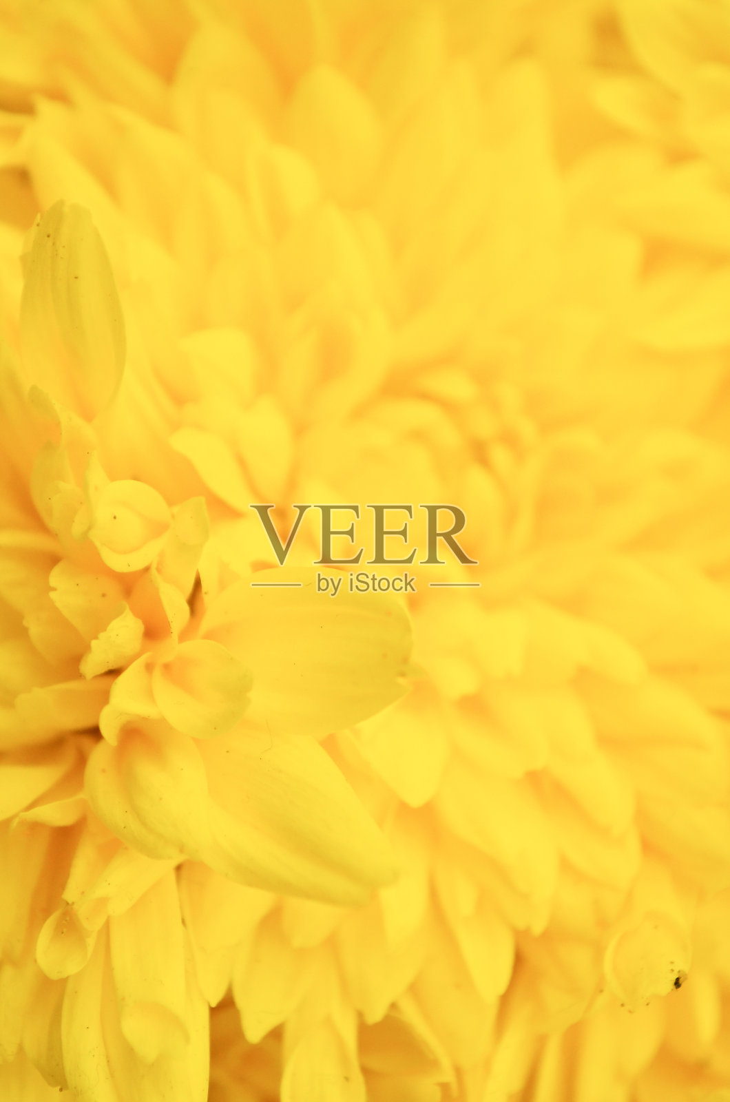 美丽的蒲公英背景，黄色的花朵照片摄影图片