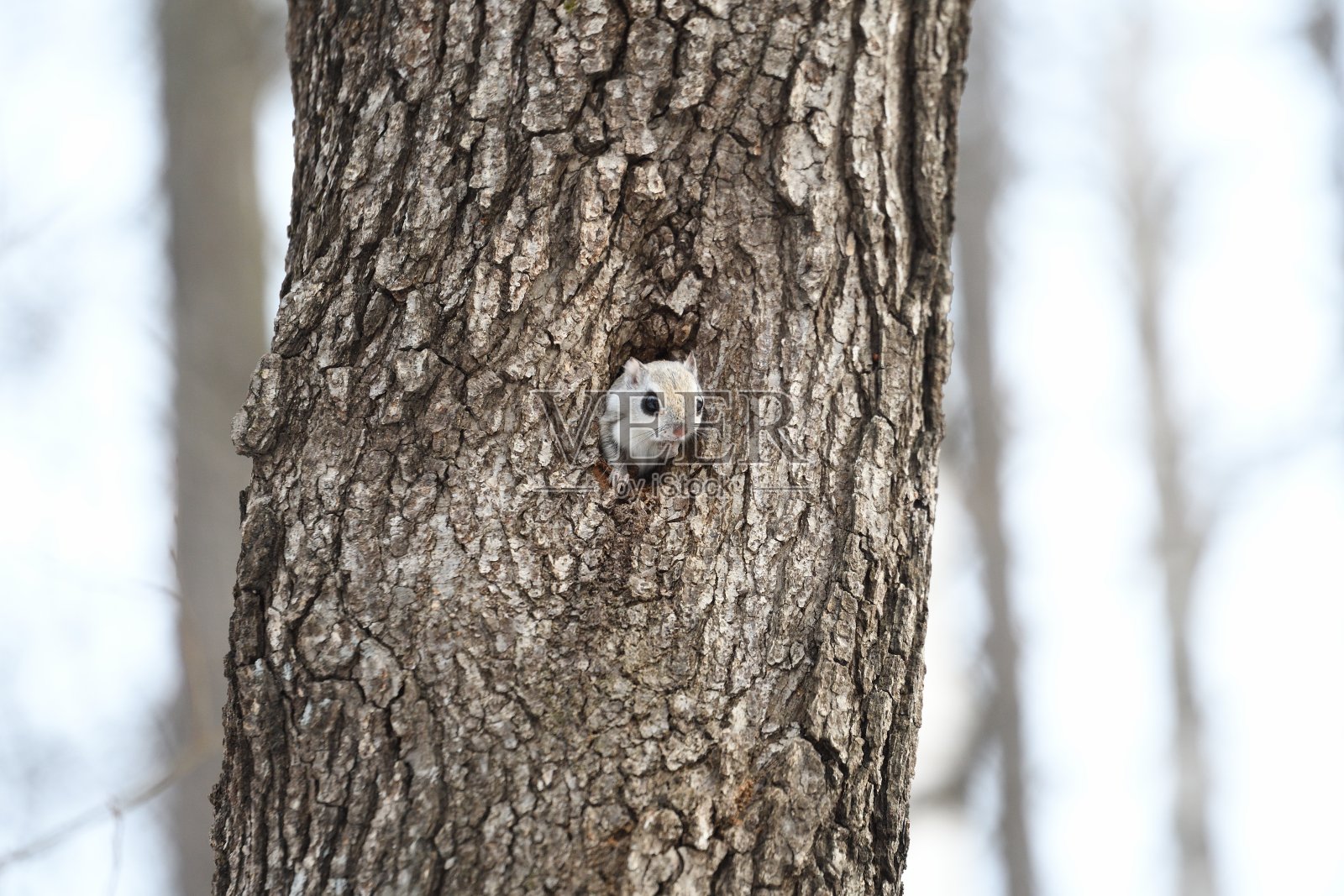西伯利亚鼯鼠把头伸出树洞照片摄影图片