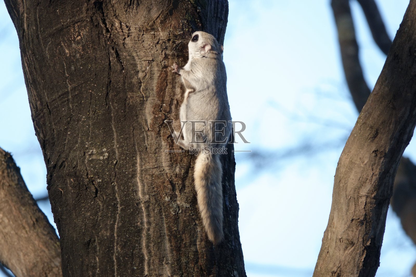 西伯利亚鼯鼠在舔树汁照片摄影图片