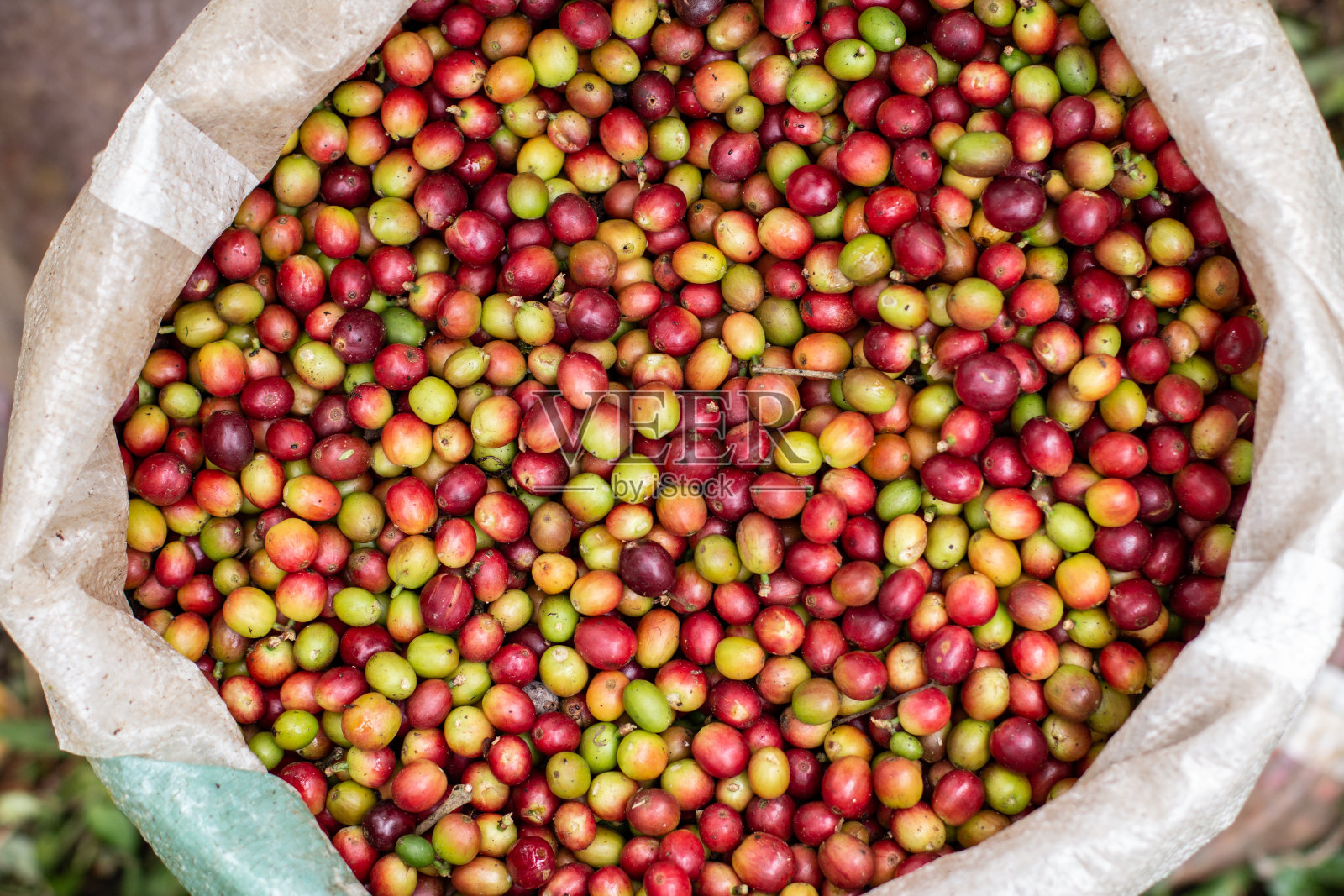 新鲜收获的咖啡豆特写。哥伦比亚咖啡照片摄影图片