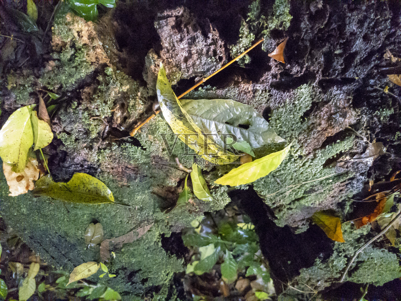 哥斯达黎加云雾森林中森林地面上的落叶照片摄影图片