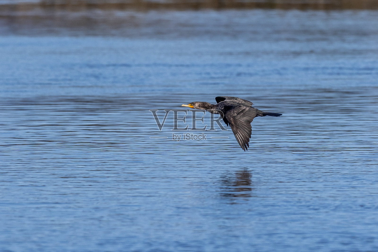 鸬鹚埃尔克霍恩沼泽照片摄影图片