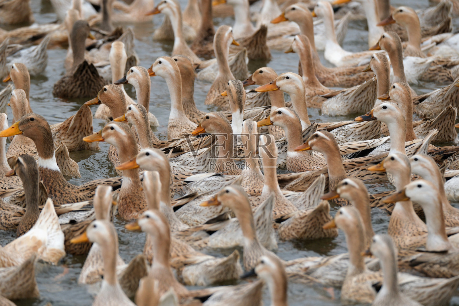一群鸭子在池塘里游泳照片摄影图片