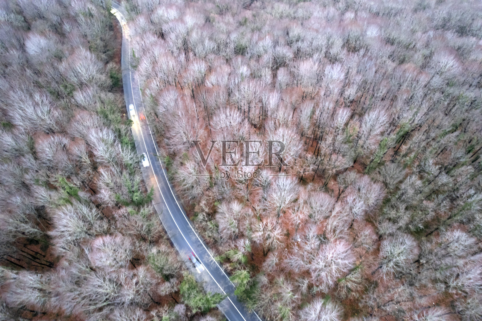 森林之路照片摄影图片