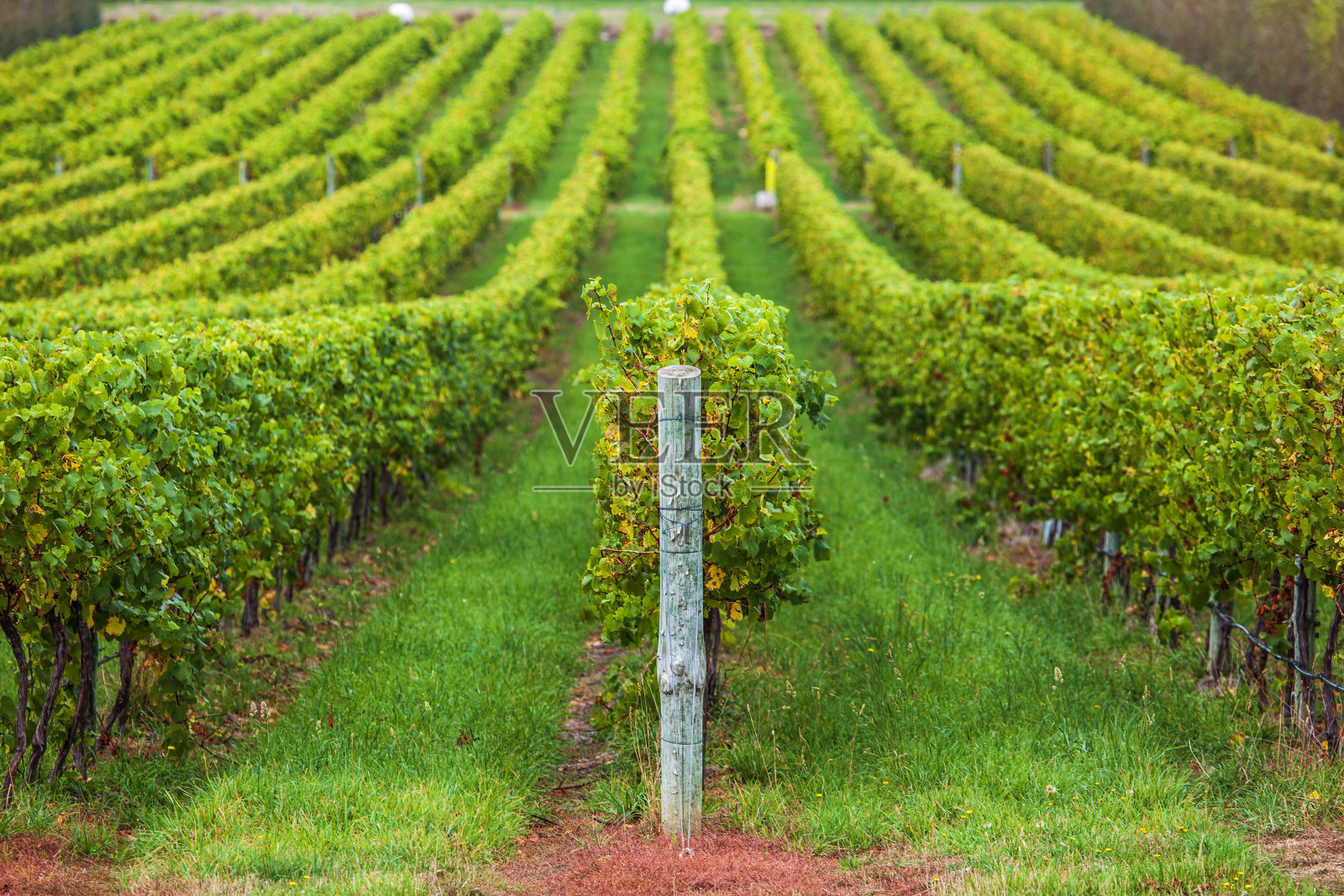 对称的形象明亮的绿色葡萄园行照片摄影图片