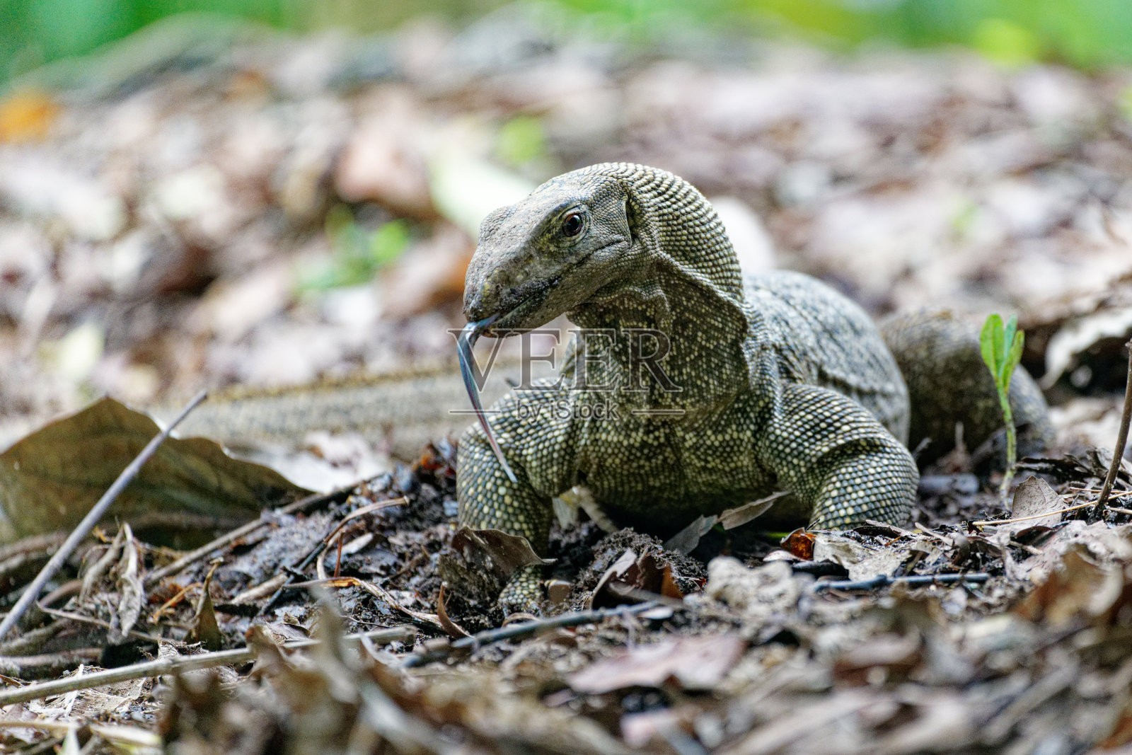 马来亚水质监测照片摄影图片
