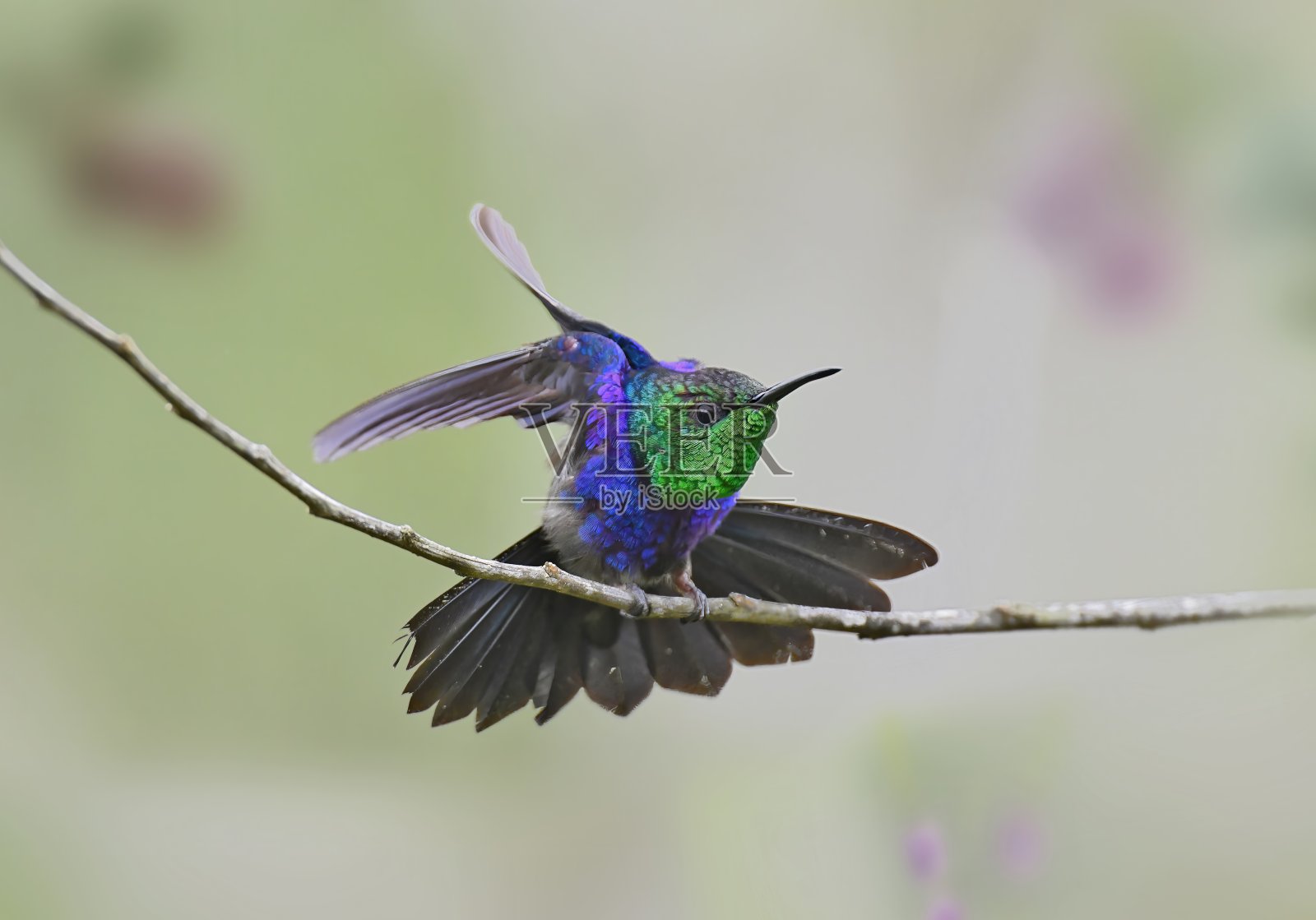 叉尾Woodnymph照片摄影图片