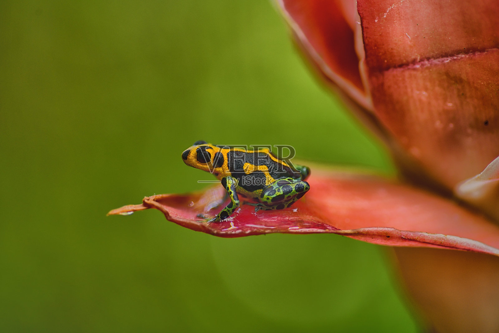 毒箭蛙模仿者Ranitomeya chazuta照片摄影图片