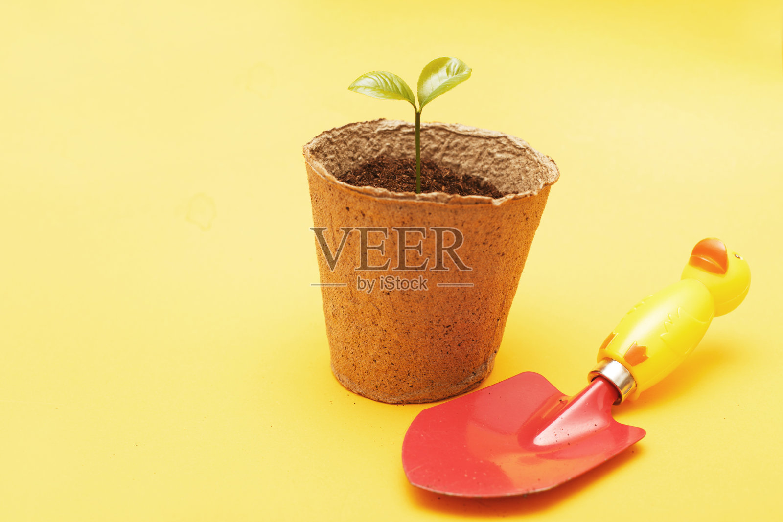 在泥炭罐中，将一株植物的幼苗铲入土壤中照片摄影图片