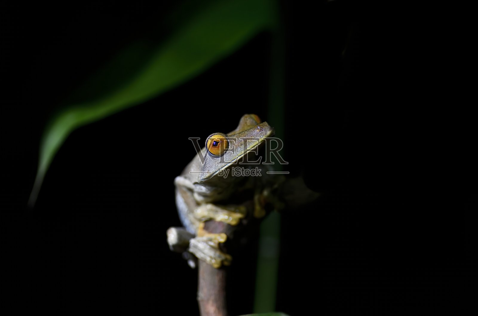 Boana Boans(锈树蛙)照片摄影图片