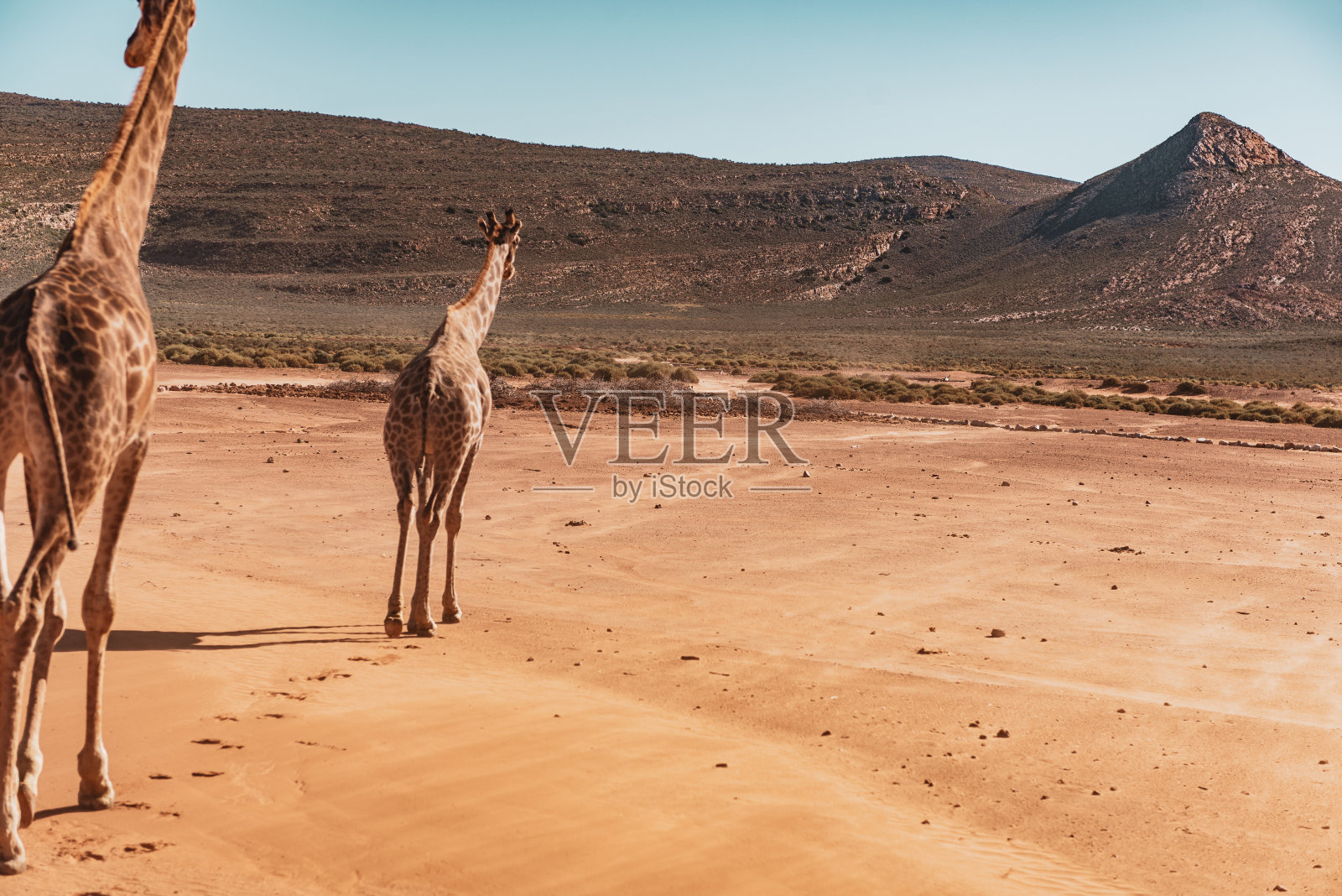 南非野生动物园里的野生动物照片摄影图片