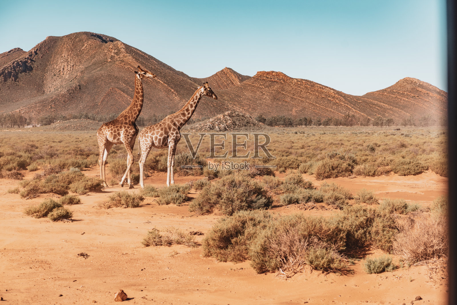 南非野生动物园里的野生动物照片摄影图片