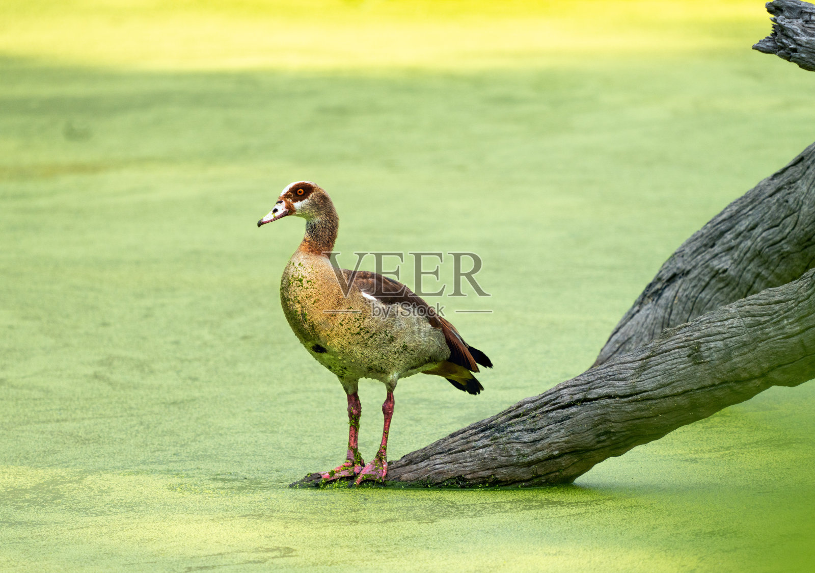 埃及的鹅照片摄影图片