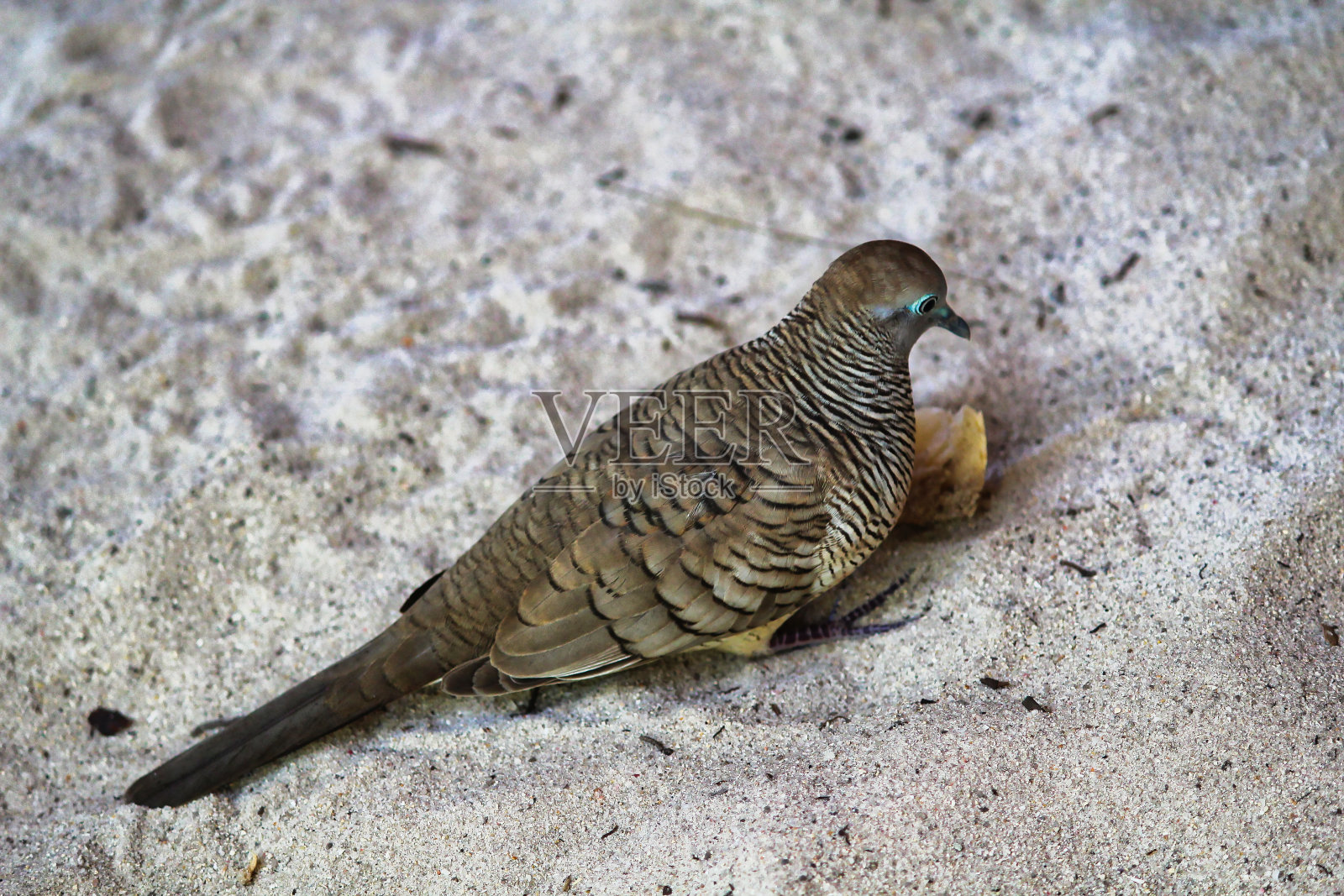 斑马鸽子，塞舌尔照片摄影图片