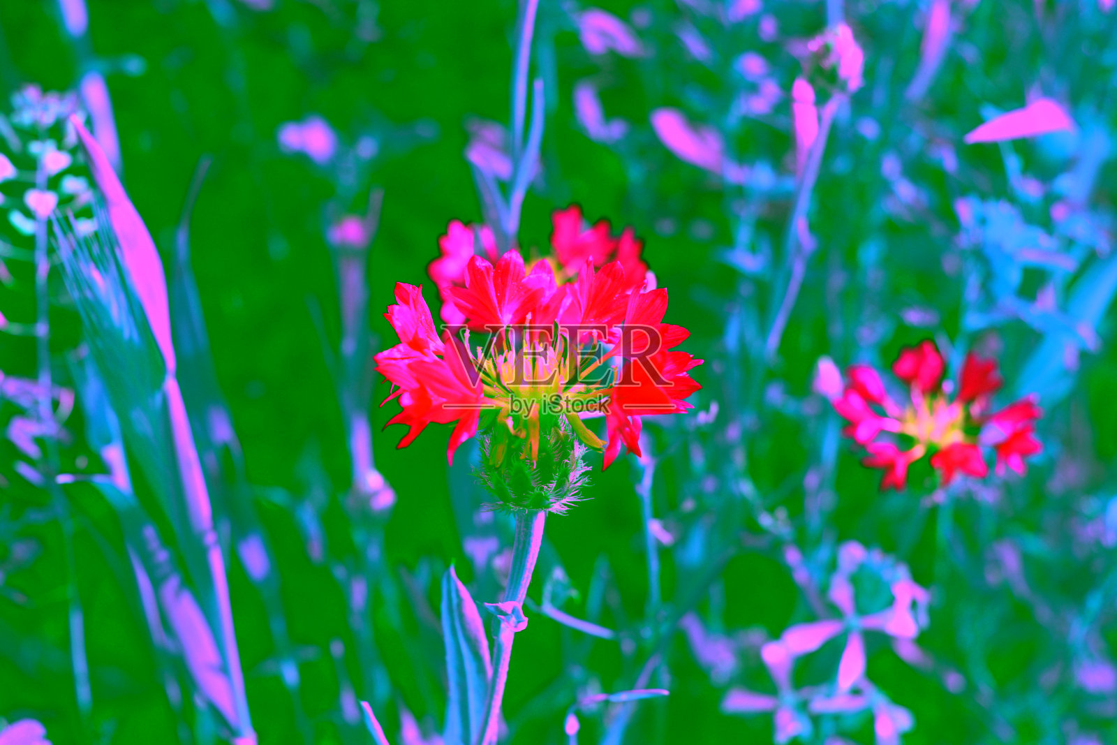 盛开的矢车菊特写照片摄影图片