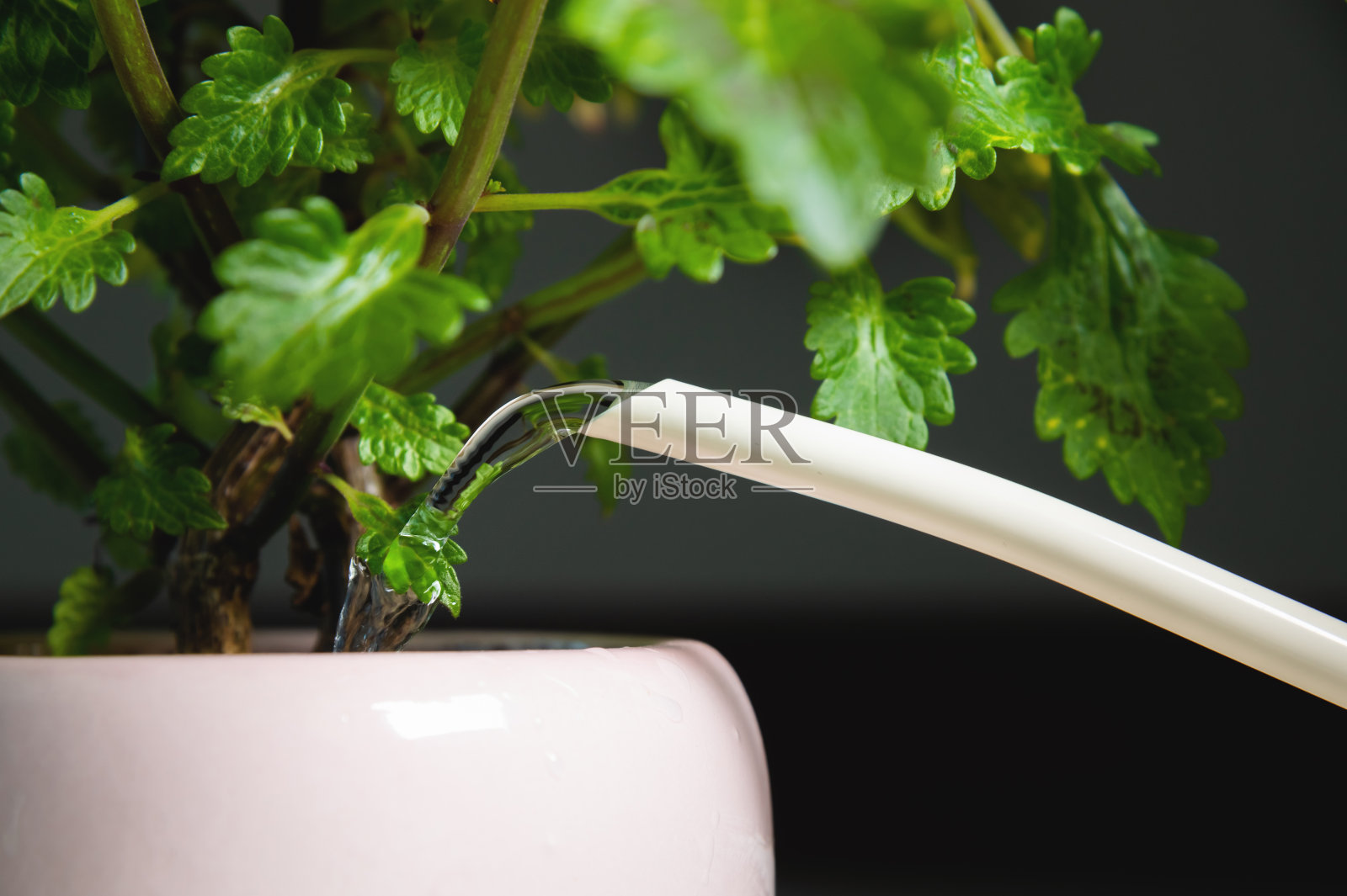 近距离盆栽，浇灌家中或办公室的绿色家庭植物，照顾家中花卉，浇灌液体，丰富干燥地面，园艺照片摄影图片