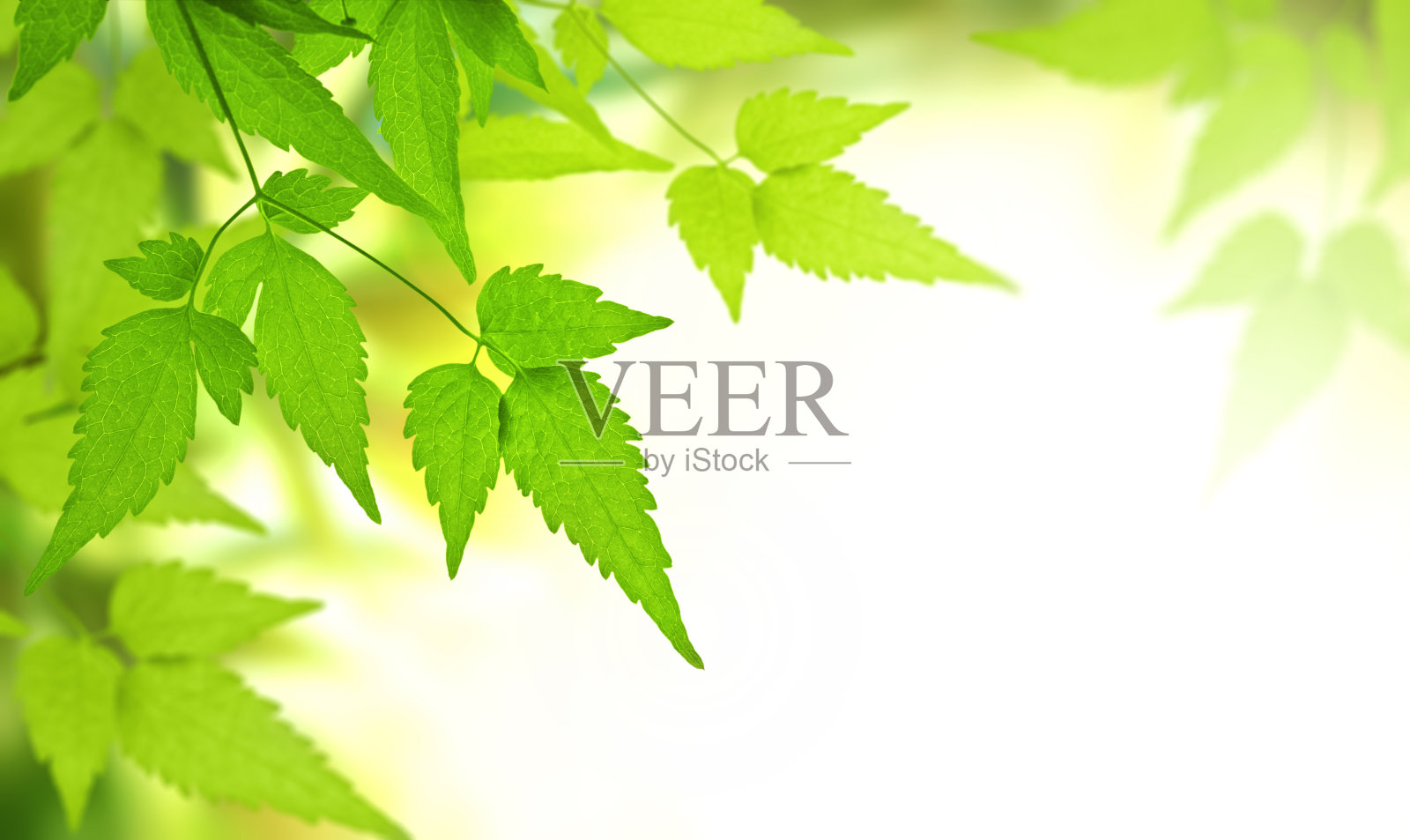 特写绿叶铁线莲在阳光明媚的美丽散焦绿色夏季背景。水平春天模糊的自然背景与虚化的阳光和铁线莲叶照片摄影图片