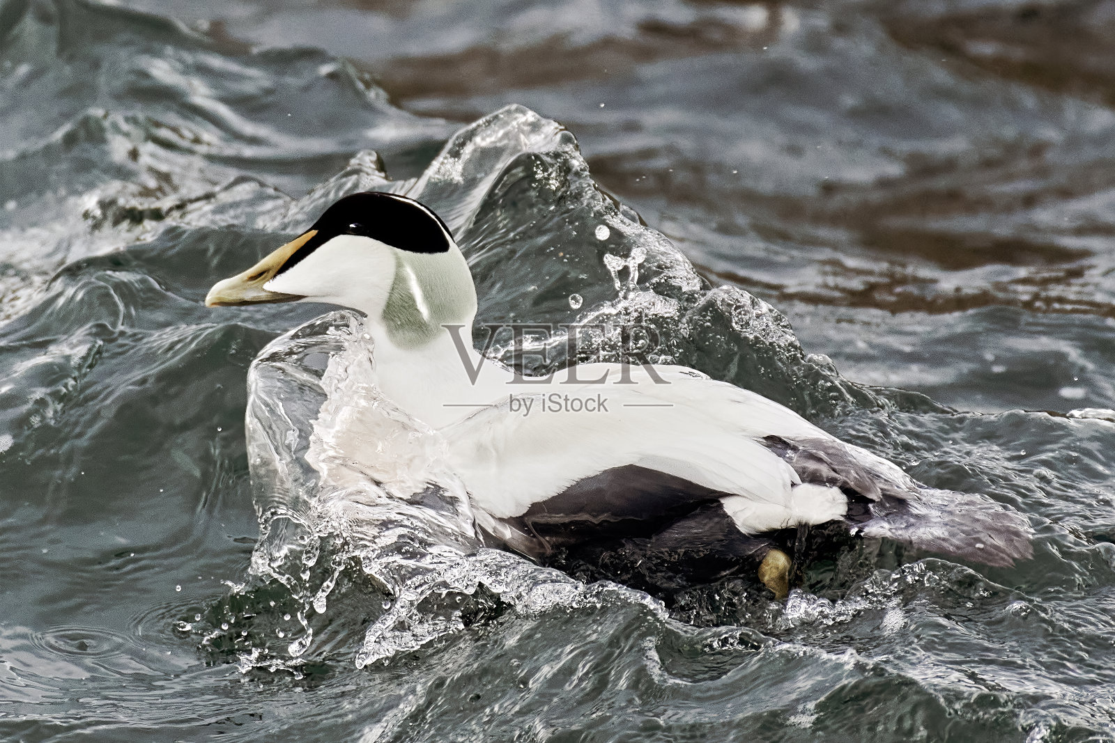 普通绒鸭照片摄影图片