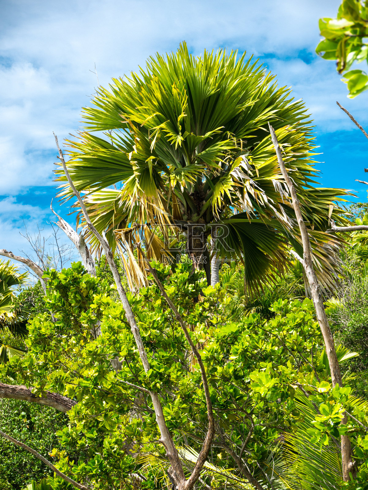 塞舌尔海滩上迷人的巨石和丛林。照片摄影图片