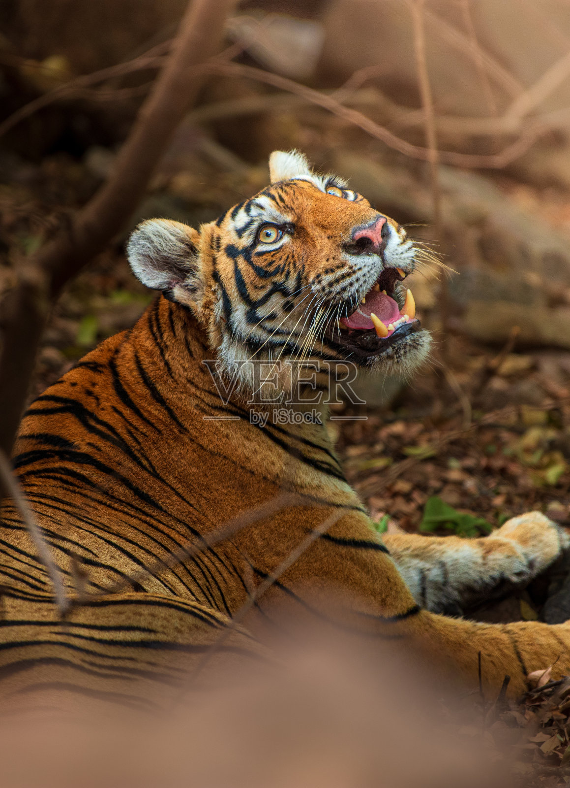 老虎在希望的光芒下照片摄影图片