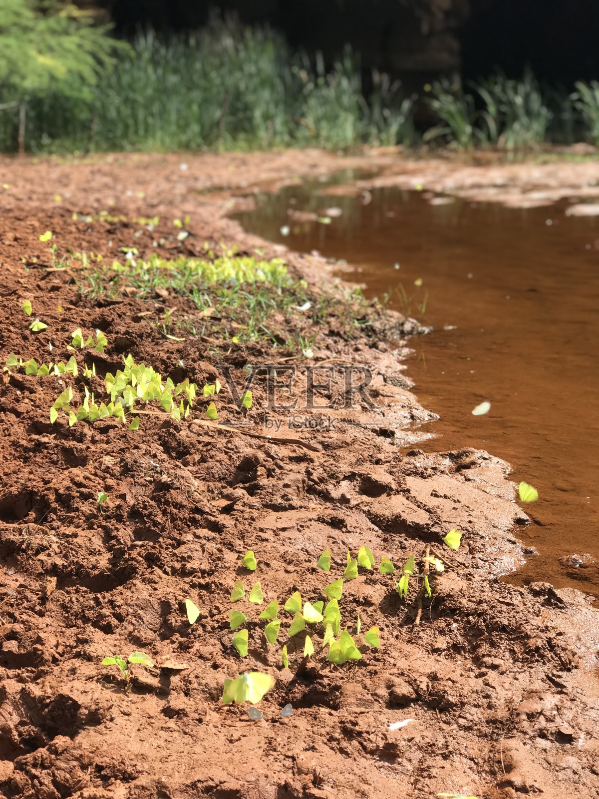 蝴蝶照片摄影图片