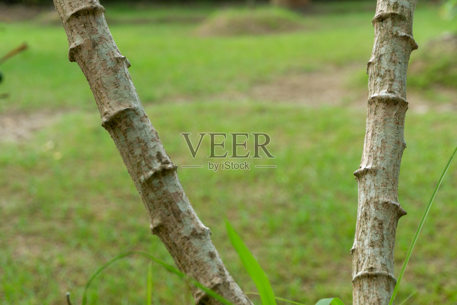 木薯树。在花园里种植木薯茎的特写。照片摄影图片