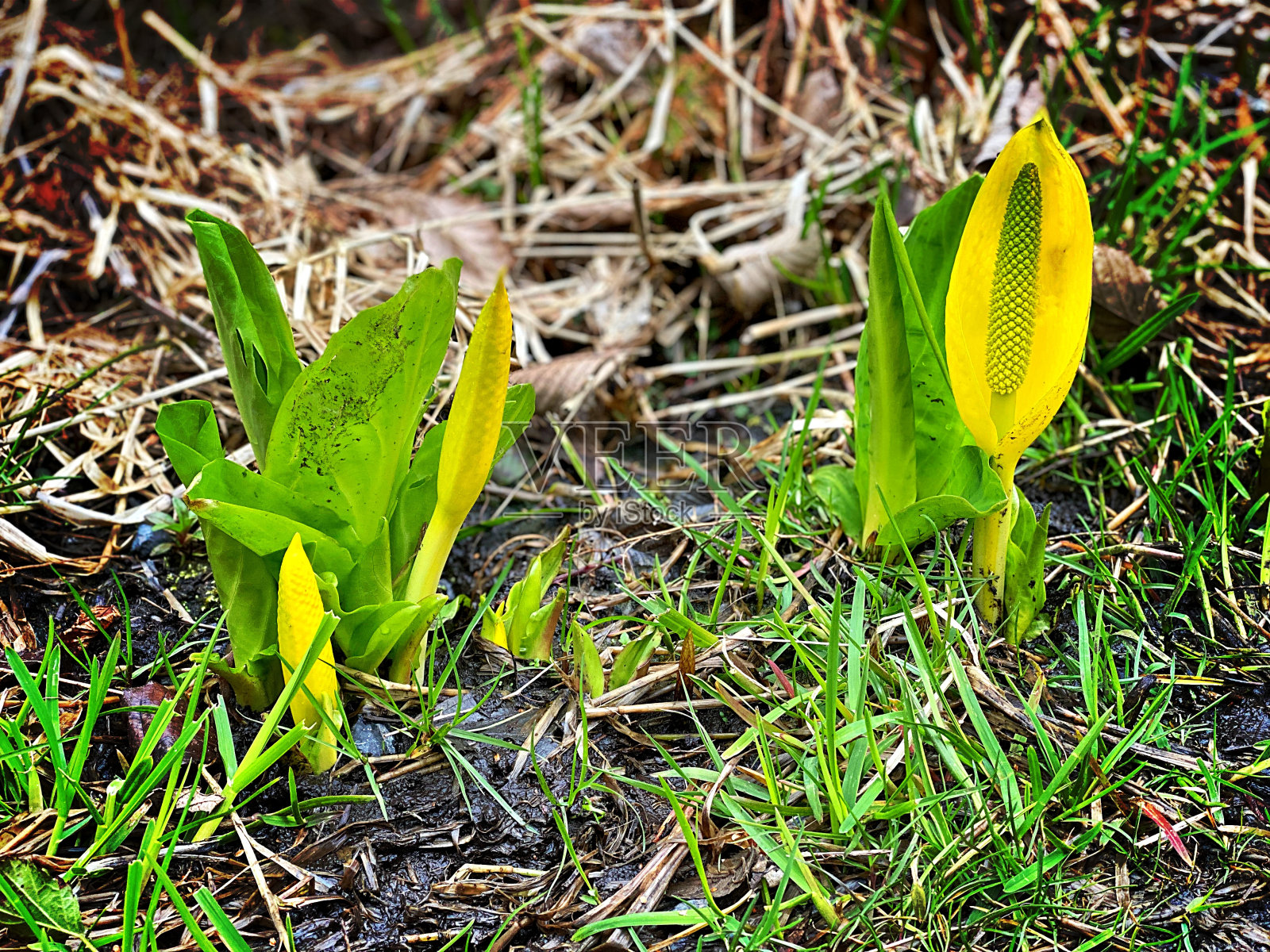 臭菘照片摄影图片