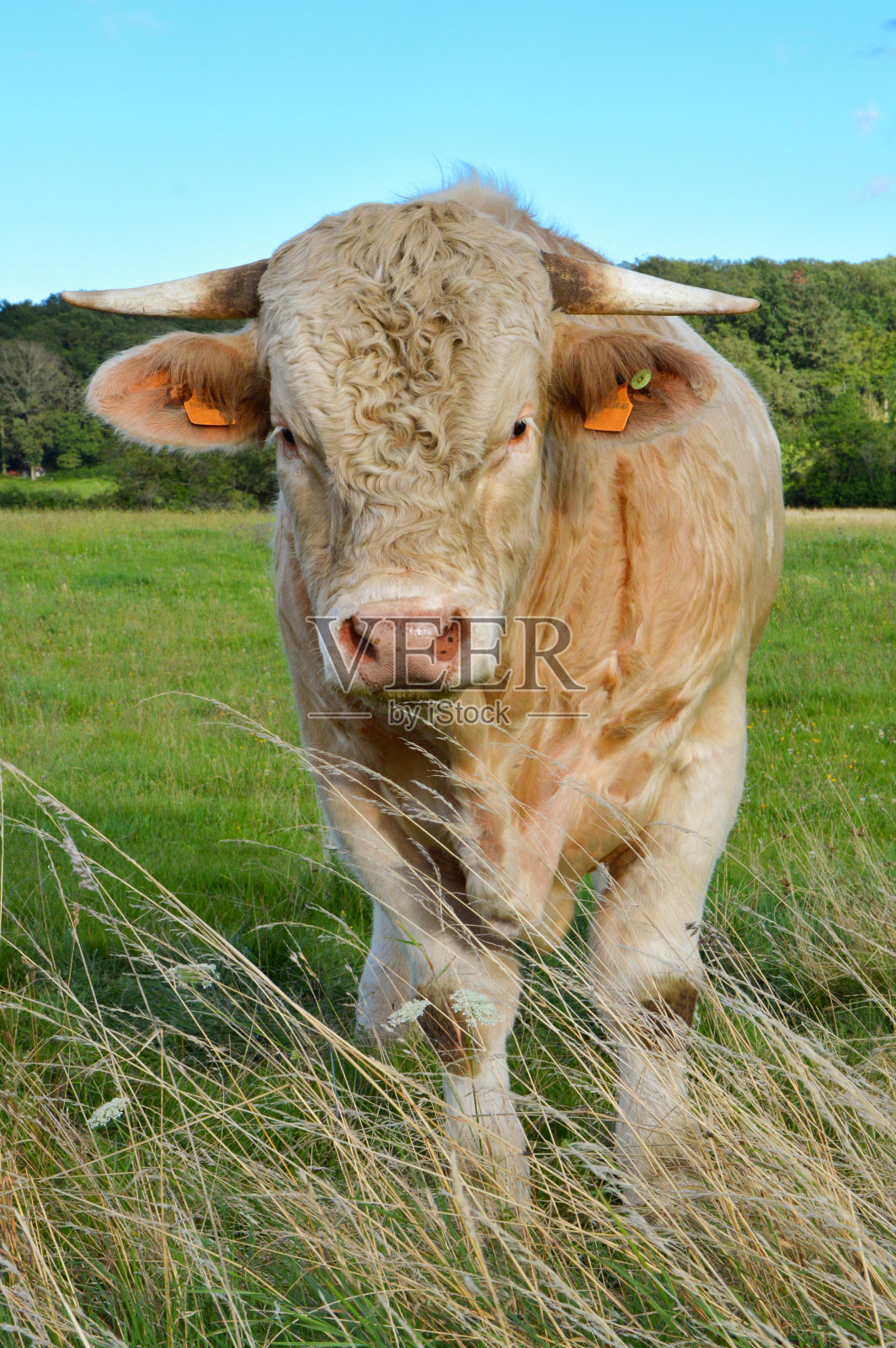 Charolais牛照片摄影图片