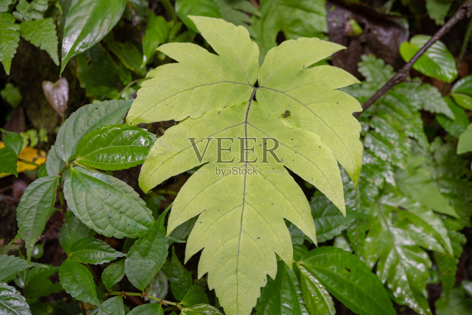 热带森林中野生绿叶植物的纹理和表面。照片摄影图片