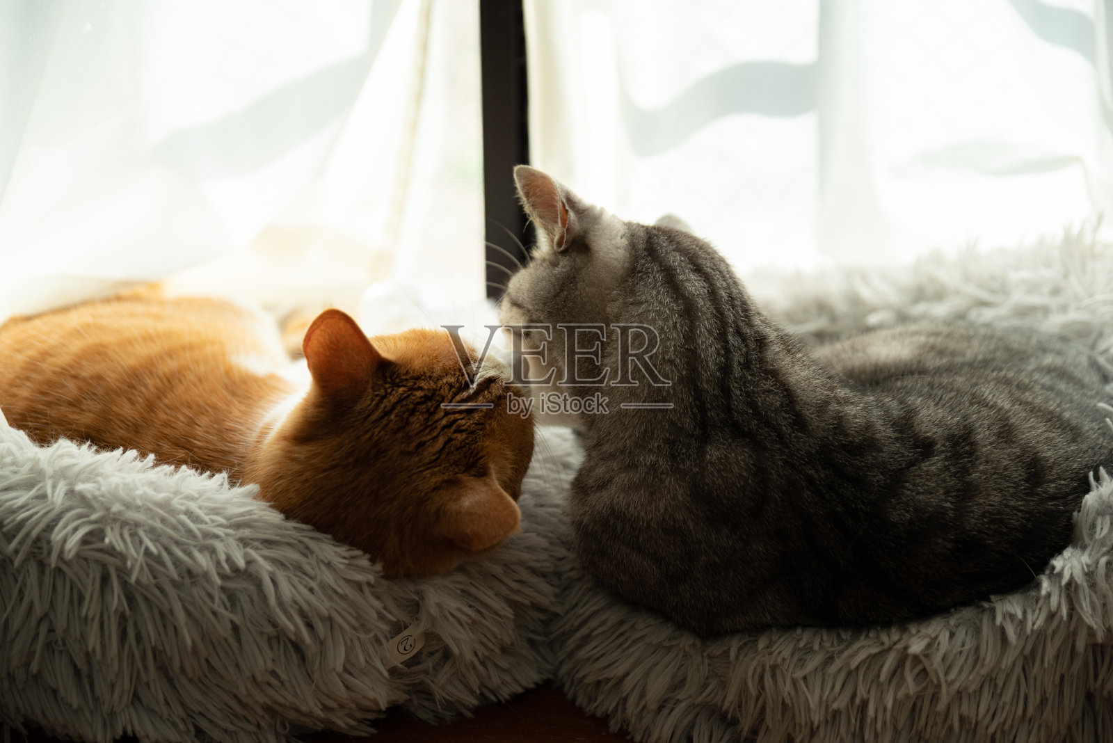 两只猫在窗边休息照片摄影图片