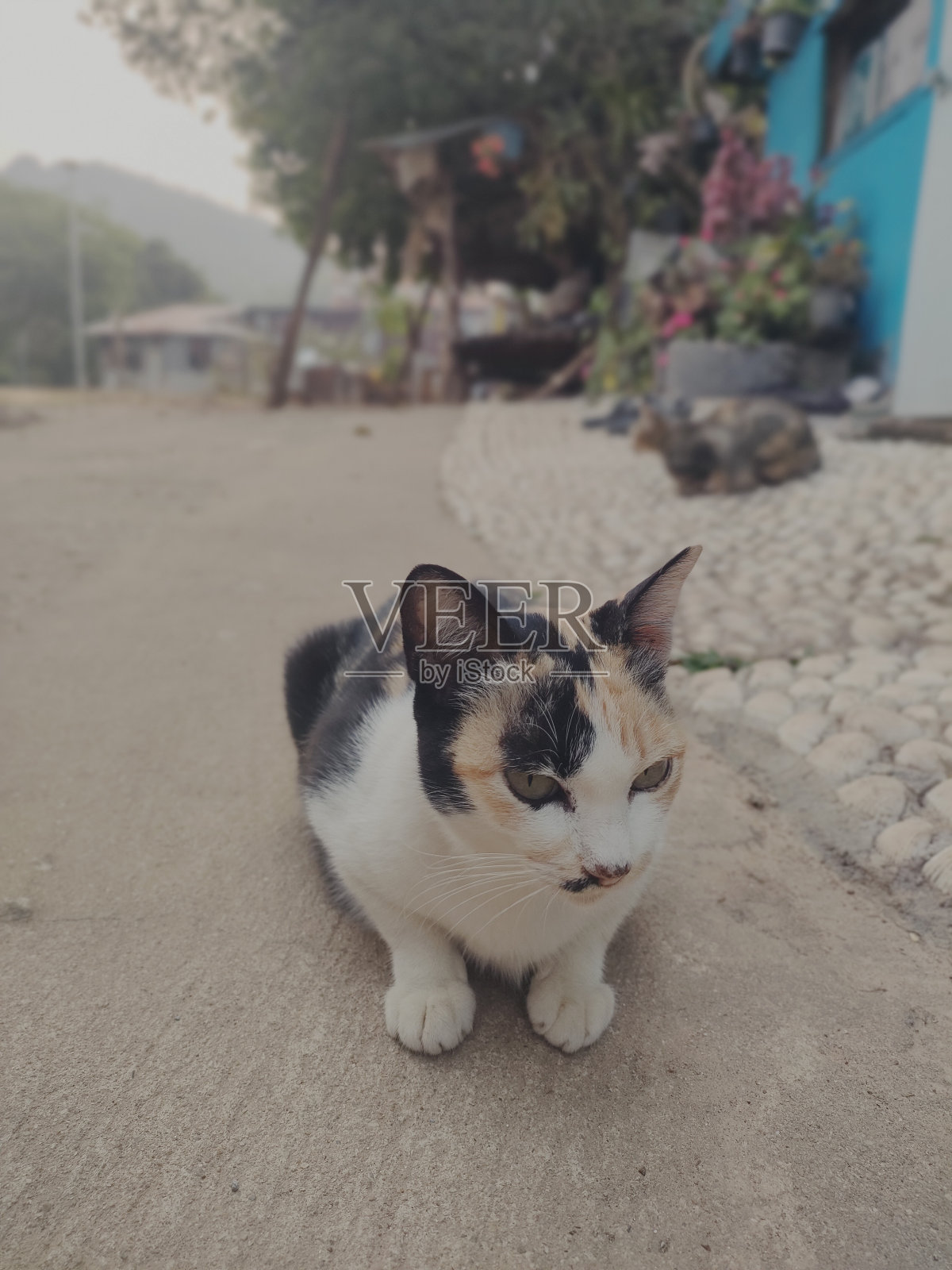 猫照片摄影图片