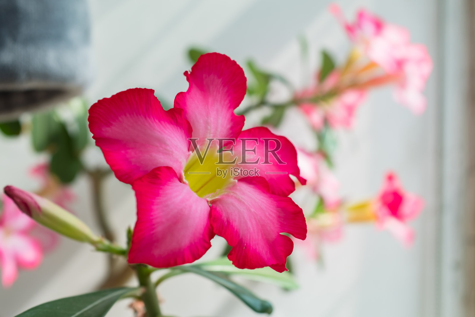 肥胖的腺苷照片摄影图片